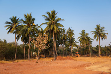 work on the preparation of the construction site, cutting down palms, construction equipment