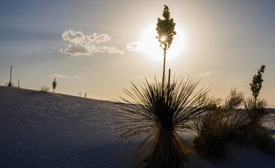 Flowering Yucca at Sunset at White Sands National Monument