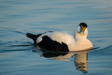 Male eider duck, a large sea-duck that has adapted to the fresh water ecosystem of the upper lake Zurich, Swizterland