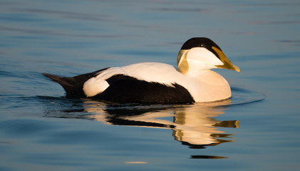 Male eider duck, a large sea-duck that has adapted to the fresh water ecosystem of the upper lake Zurich, Swizterland