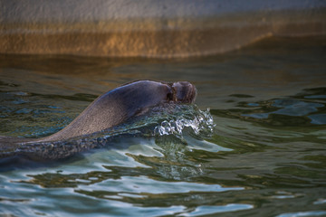 Fototapeta premium Seelöwenkopf in den Wellen