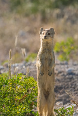 Naklejka na ściany i meble Yellow mongoose (red meerkat) on a bush tree, Okaukeujo Etosha National Park, Namibia