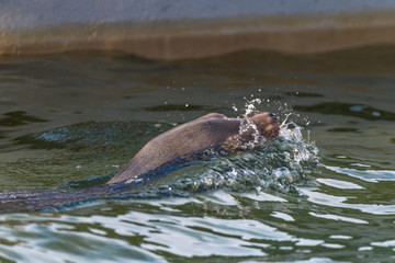 Seelöwenkopf in den Wellen
