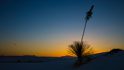 Sunset with flowering Yucca at White Sands National Monument