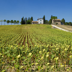 Fototapeta na wymiar Typical farm in Umbria (Italy) at summer