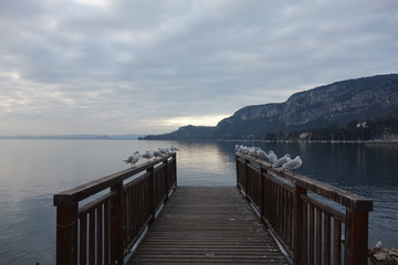 Obraz premium Seagulls ready for selfie on Lake Garda in Italy