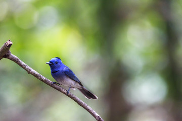 Obraz premium Male Black-naped monarch or black-naped blue flycatcher perching on tree branch , Thailand