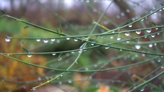 Dew drops in the morning on the stems of grass.  Morning condensation of water on leaves and stems. 
