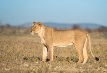 Fototapeta na wymiar Lioness joining a lion at the Nebrownii waterhole, Okaukuejo,, Etosha National Park, Namibia