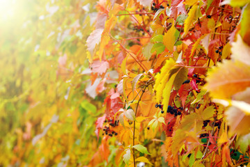 Autumn background of red ivy creeper leaves