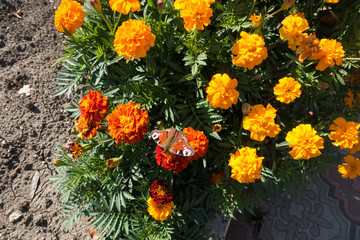 European peacock butterfly resting on french marigolds
