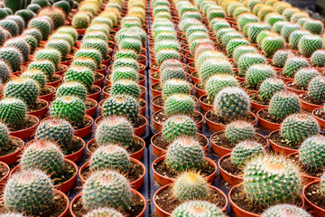 Fototapeta premium Cactus tree shop with breeding in the house for sale
