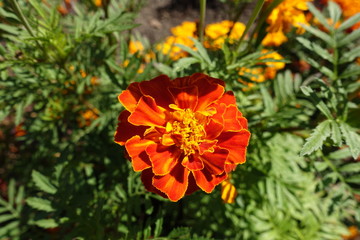 Single flower head of Tagetes patula in september