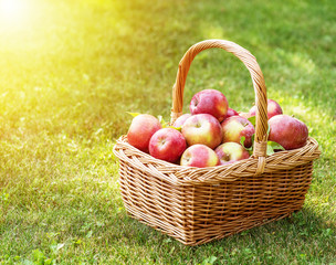 Apple harvest. Ripe red apples in the basket on the green grass.