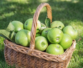 Apple harvest. Ripe green apples in the basket on the green grass.