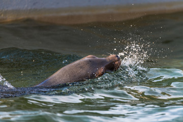 Obraz premium Wasser spritzender Seelöwe