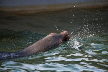 Fototapeta premium Schwimmeneder Seelöwe