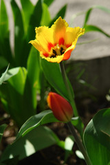 Red and yellow tulip flower in a spring garden.