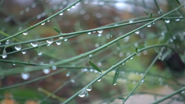 Dew drops in the morning on the stems of grass.  Morning condensation of water on leaves and stems. 
