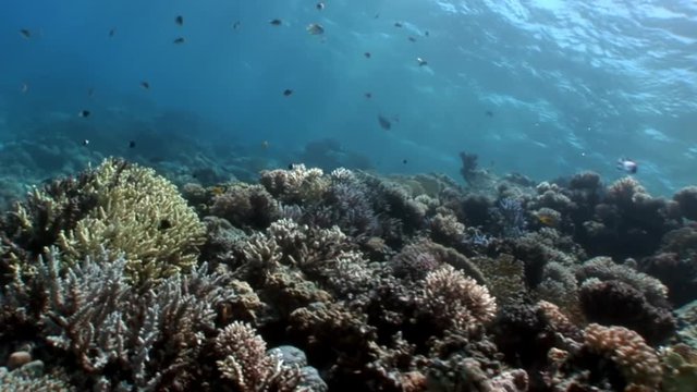 Reef of various corals underwater Red sea. Colorful world of wild marine nature on background of beautiful lagoon. Awesome video of wildlife in Egypt.