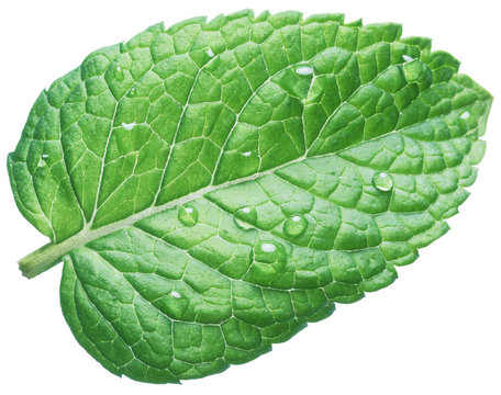 Spearmint leaf or mint leaf with water drops on white background.