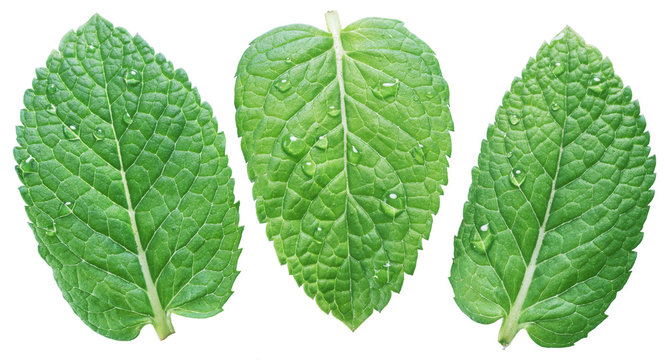Three spearmint or mint leaves with water drops on white background. Top view.