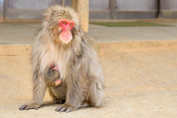 Naklejka premium Macaca fuscata mother monkey hugged her young baby sitting on the ground at Iwatayama Monkey Park of Arashiyama town in Kyoto prefecture, Japan.