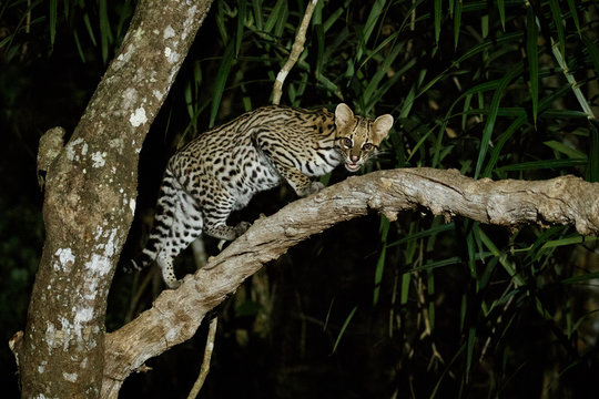 Very rare ocelot in the night of brazilian jungle, endangered and nocturnal species, leopardus pardalis in latin, wild animal in the nature habitat. Beautiful large ocelot male on a tree. Wild Brazil.