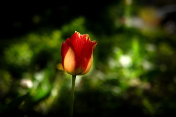 Red with yellow tulip flower in a spring garden.
