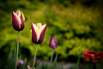 Beautiful purple with yellow tulip flowers in a spring garden.