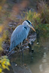 Graureiher oder Fischreiher (Ardea cinerea cinerea) lauert am herbstlichen Ufer eines Sees auf Beute, Hessen, Deutschland, Europa
