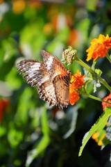 farfalla