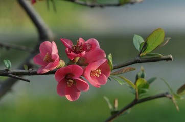 red spring flowers, Easter time