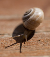 snail gliding on the wood