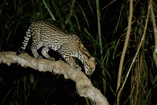 Very rare ocelot in the night of brazilian jungle, endangered and nocturnal species, leopardus pardalis in latin, wild animal in the nature habitat. Beautiful large ocelot male on a tree. Wild Brazil.