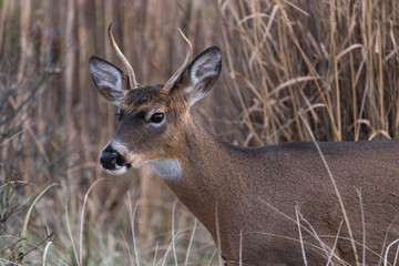 young buck spotted in the meadows
