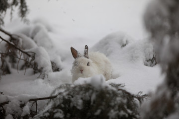 bunny,white rabbit on snow, hare in winter