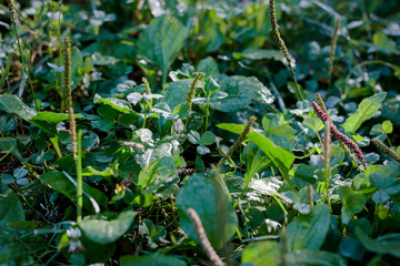 Early morning grass with the dew drops.
