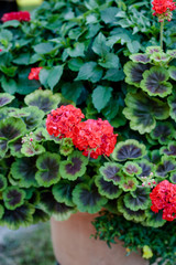 Flowerbed of pelargonium or geranium