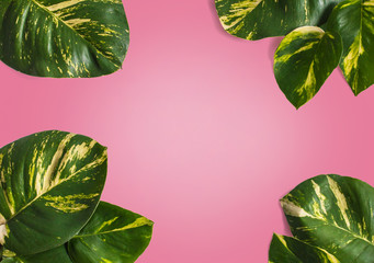 Creative nature layout made of tropical leaves