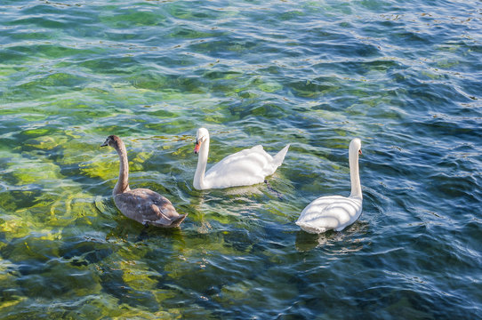 Schwan, Luzernersee, See, Schw&auml;ne, K&uuml;ken, Jungvogel, Luzern,  Seeufer, Vogelpaar, Sommer, Schweiz