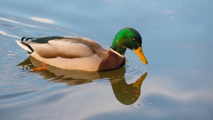 Erpel der Stockente (Anas platyrhynchos) schwimmt auf Wasser und quakt, Hessen, Deutschland 