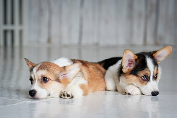 two cute puppies are on the floor