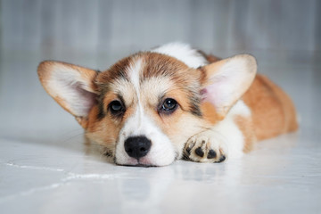 adorable little puppy laying on the floor and looking at the frame the large portrait