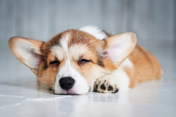 cute little puppy sleeping on the floor, closeup portrait