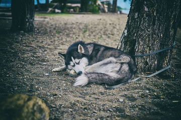Black and white Siberian husky © Konstantin