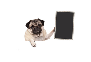 pug puppy dog holding up blank blackboard sign, hanging on white banner, isolated