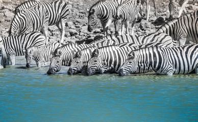 Fototapeta na wymiar Huge herds of Buchell's zebras concentrated around the Okaukeujo Waterhole, Etosha National Park, Namibia