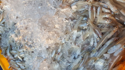 Fresh small fishes from the ocean