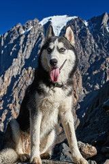 Fototapeta premium A young dog Siberian husky